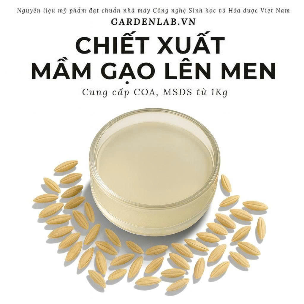 CHIẾT XUẤT MẦM GẠO LÊN MEN
